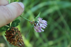 Cryptocephalus vittatus