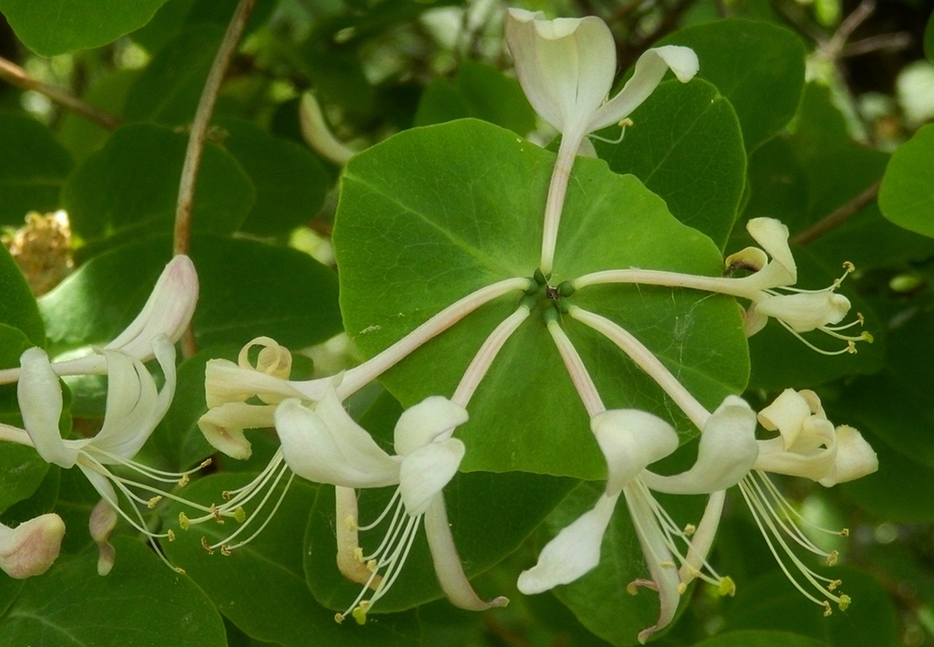 honeysuckle subfamily