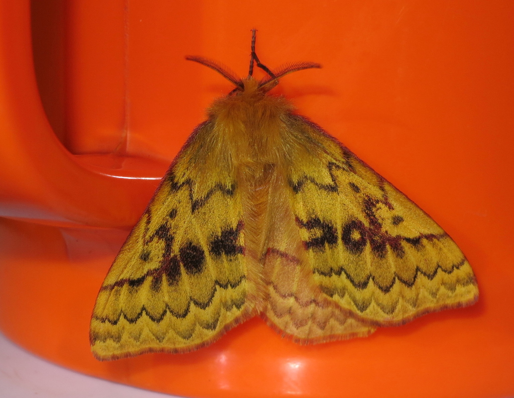 Corticomis eupterotioides (Corticomis eupterotioides)