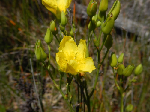 Ornduffia reniformis (Ornduffia reniformis)