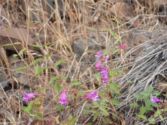 Penstemon richardsonii