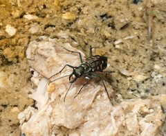 Cicindela haemorrhagica
