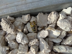 Diptera