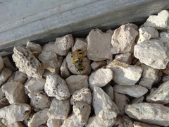 Diptera