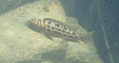 Elongate Lamprologus Cichlid photo 2