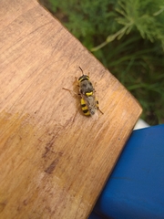 Diptera
