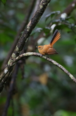 Black Fantail photo 1