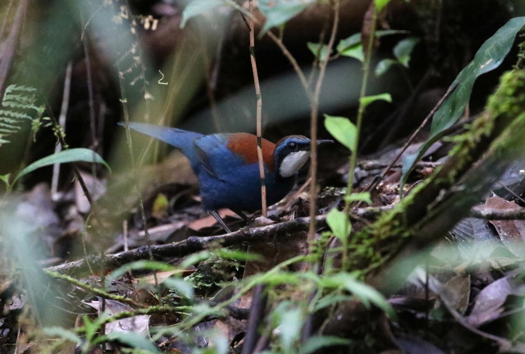 Chestnut-backed Jewel-babbler photo