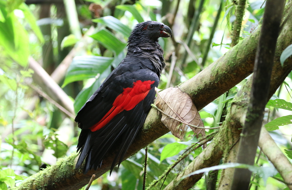 Vulturine Parrot photo