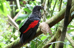 Pesquet's Parrot photo 1