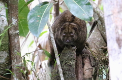 D'albertis's Ring-Tailed Possum photo 1