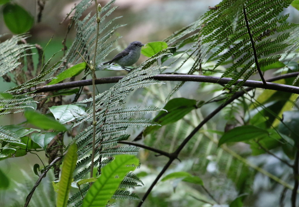 Gray Thornbill photo