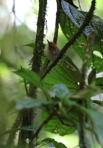 Clytomyias insignis, 2017-10-02