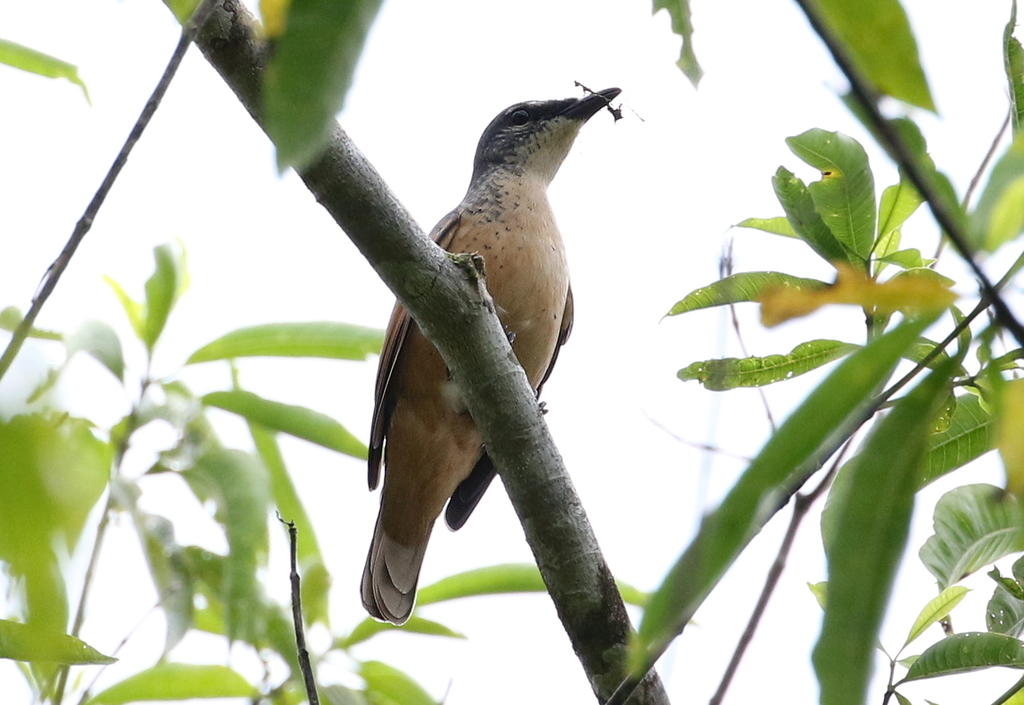 Geelvink Cicadabird photo