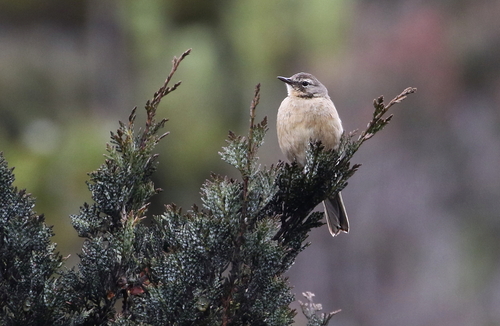 Anthus gutturalis, 2017-10-13