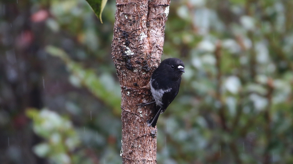 Subalpine Robin photo