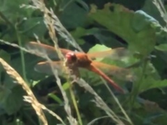 Libellula auripennis