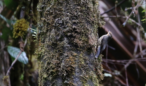 Cormobates placens observed 2017-10-16