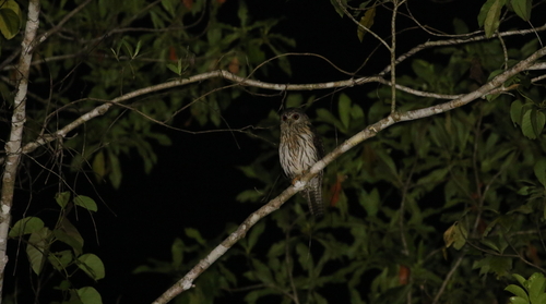 Uroglaux dimorpha, 2017-10-21
