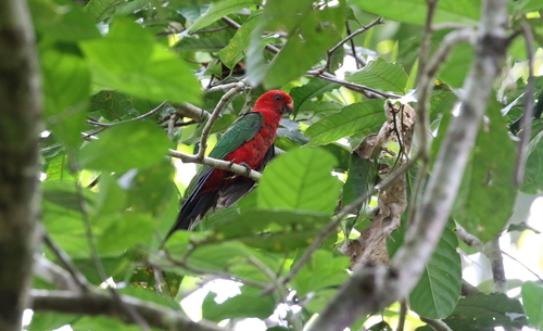 Alisterus chloropterus observed 2017-11-04