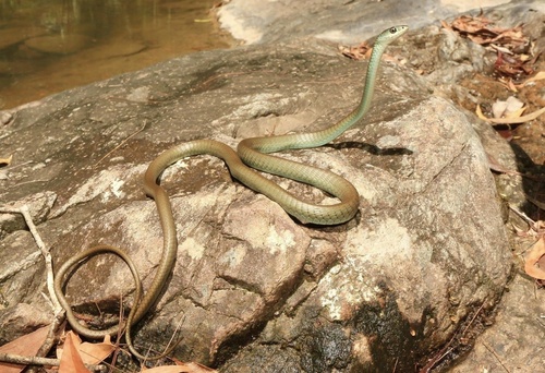 Common Tree Snake sighting
