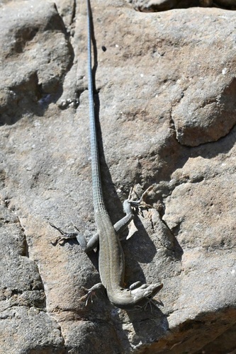 Blue-tailed Oman Lizard, Omanosaura cyanura