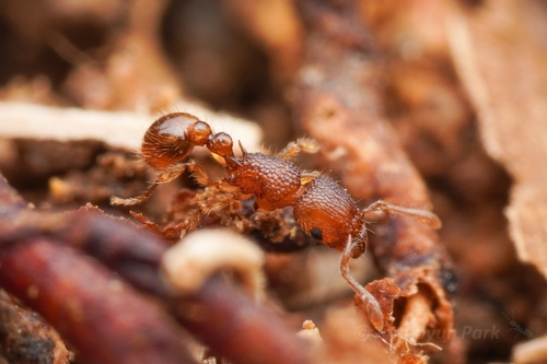 克氏铺道蚁Tetramorium kraepelini