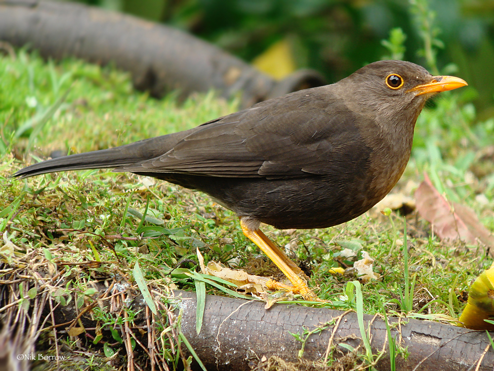 Papuan Island-Thrush (Turdus papuensis) photo