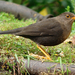 Turdus papuensis - Photo (c) Nik Borrow, algunos derechos reservados (CC BY-NC), subido por Nik Borrow