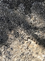Lecanora gangaleoides