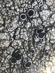 Lecanora gangaleoides