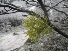 Misodendrum punctulatum