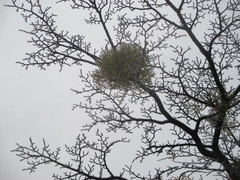 Misodendrum punctulatum