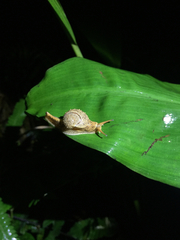 Megaustenia imperator