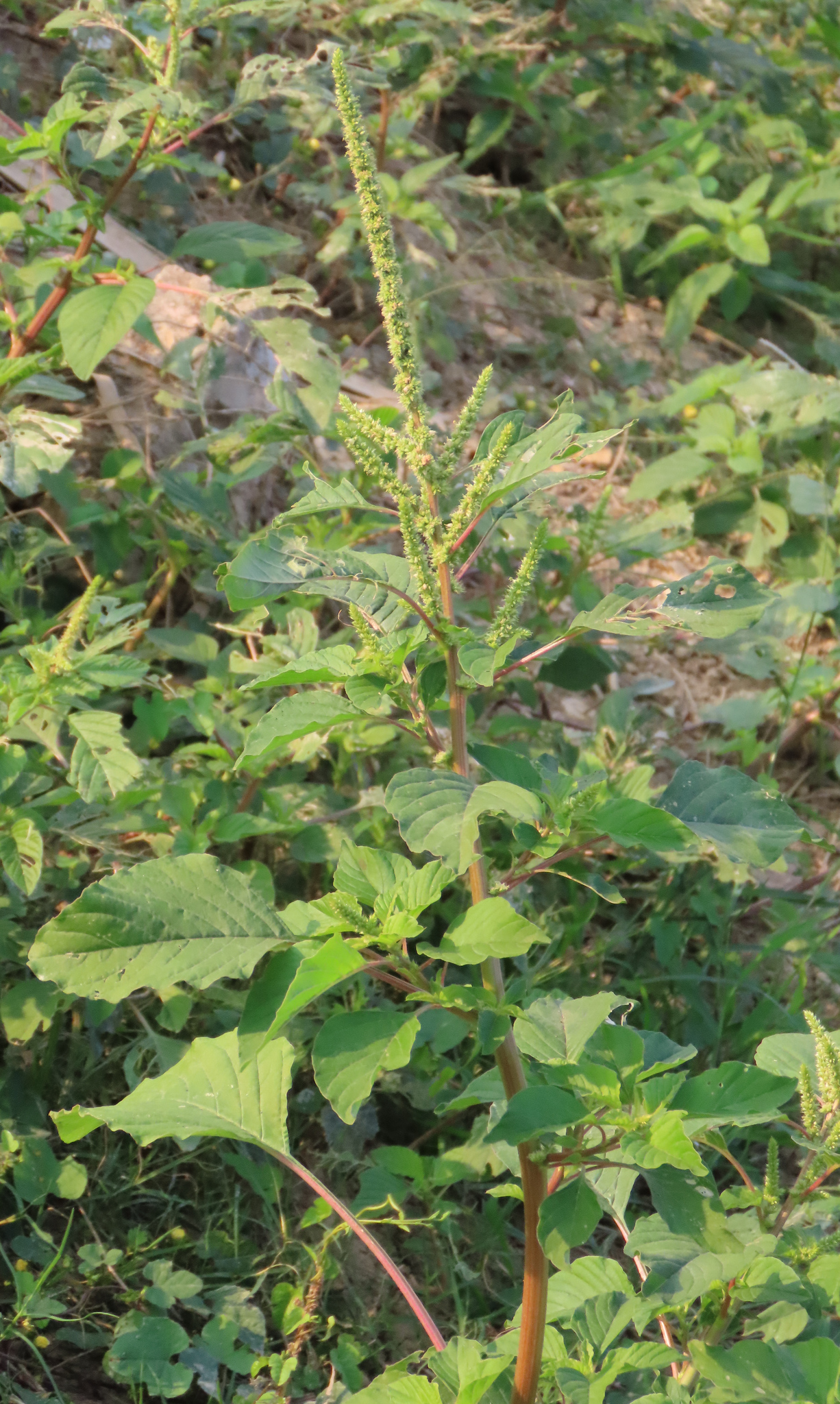 Amaranthus viridis — ảnh 3