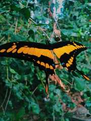 Heraclides thoas cinyras
