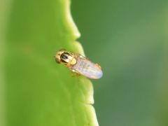 Thaumatomyia notata