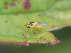 Thaumatomyia notata