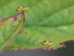 Thaumatomyia notata