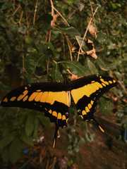 Heraclides thoas cinyras