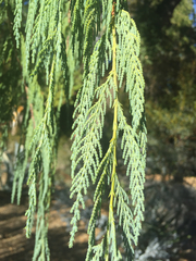 Cupressus cashmeriana