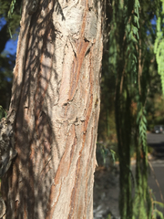 Cupressus cashmeriana