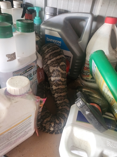 Coastal Carpet Python sighting