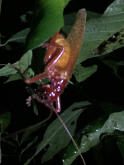 Capnogryllacris rufonotata