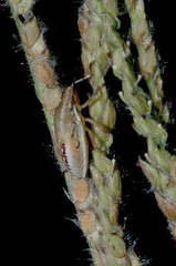 Oebalus