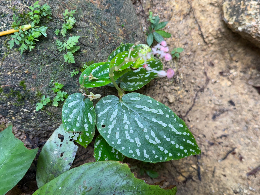 Begonia bella