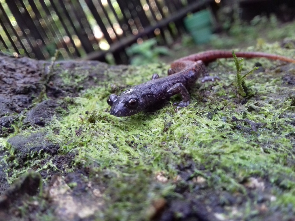 Black-Spotted False Brook Salamander