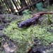 Black-spotted False Brook Salamander - Photo (c) Abigail Mora Reyes, some rights reserved (CC BY-NC), uploaded by Abigail Mora Reyes