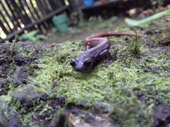 Pseudoeurycea nigromaculata