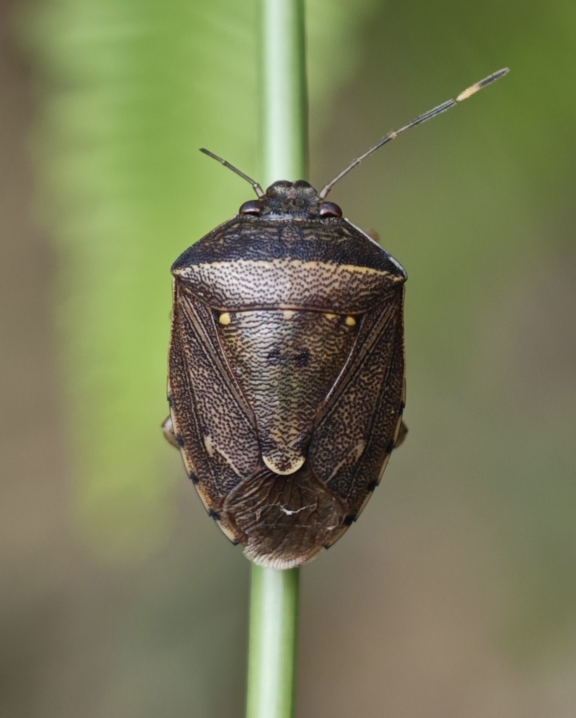 Paterculus elatus